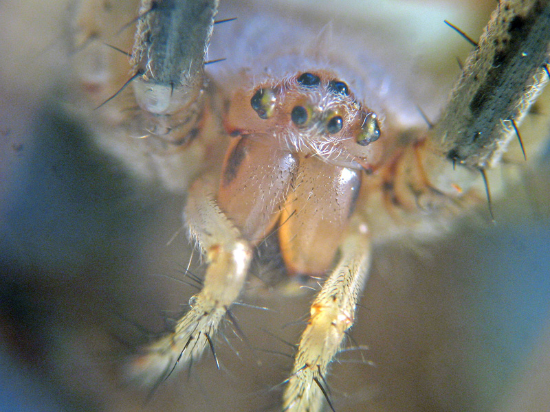 Argiope e Agelena